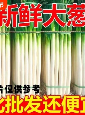 山东大葱新鲜铁杆小葱香葱毛葱新鲜长白大葱去半叶带皮包邮带生姜