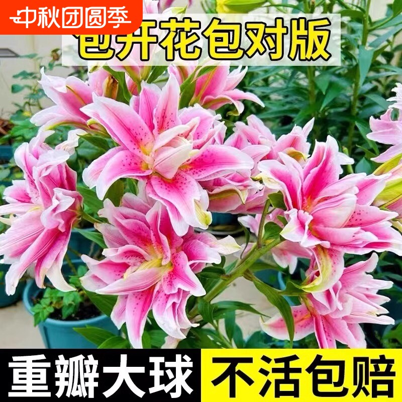 进口重瓣香水百合花种球盆栽水培花卉绿植物室内四季开花郁金香花图片