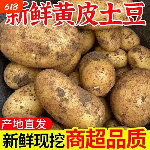 云南黄皮土豆新鲜洋芋马铃薯粉糯
