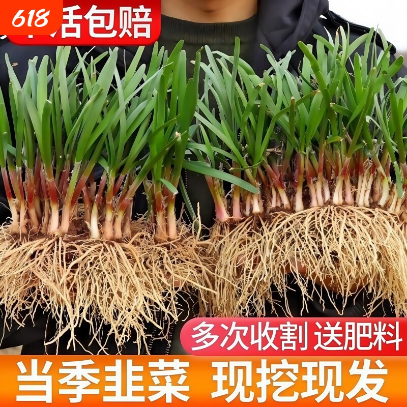 四季韭菜根苗紫根红根宽叶带土老品种韭菜种籽种子阳台当季高产