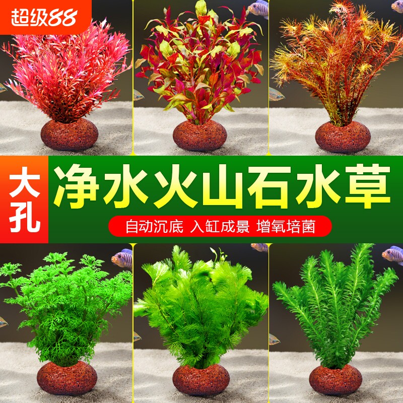 火山石水草植物小鱼缸造景真草蜈蚣水榕绿菊净化水质套餐水培增氧