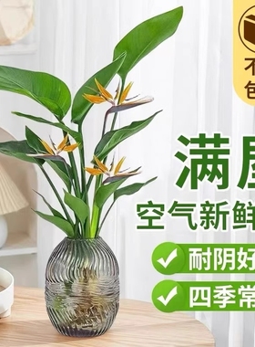 天堂鸟绿植无土纯水培植物室内净化花卉盆栽易活桌面鹤望兰吸甲醛