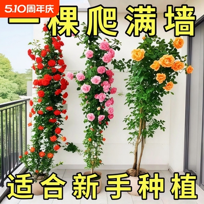 藤本月季特大花苗浓香庭院蔷薇爬藤植物花卉盆栽多季开花阳台小苗