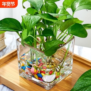 玻璃水培花盆水养花瓶器皿绿萝植物瓶透明花器正方形容器插花客厅