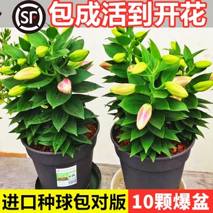 百合花种球香水百合四季开花好养活花卉植物室内外花苗盆栽花种子