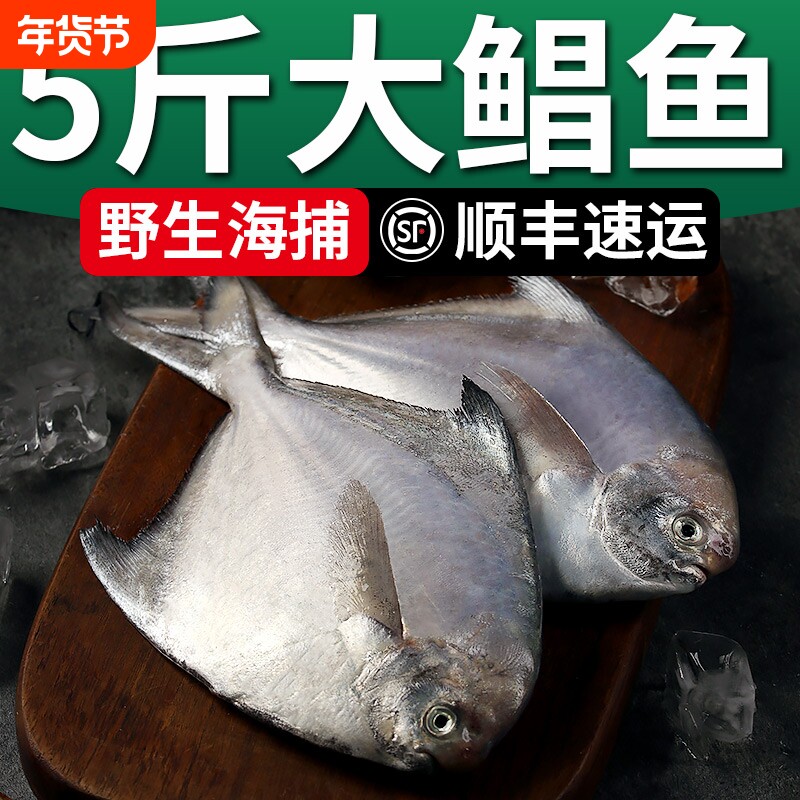 【银鲳鱼】舟山野生大昌鱼平鱼海捕深海东海白鲳鱼新鲜冷冻冰鲜