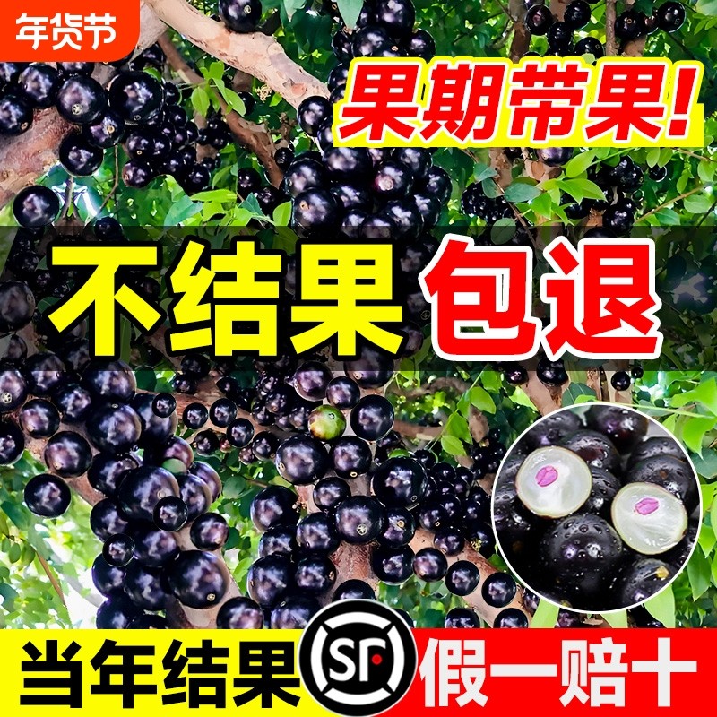 正宗沙巴嘉宝果苗树树葡萄四季艾斯卡果树南北方阳台庭院种植盆栽