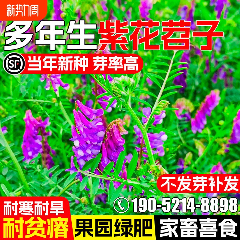 光叶紫花苕种子毛苕子果园绿肥牧草种籽高产箭舌野豌豆多年生草籽
