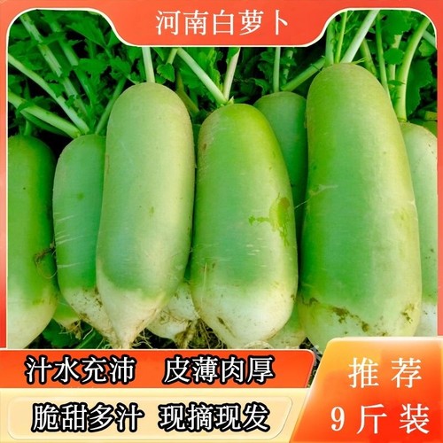 河南青萝卜新鲜萝卜辣萝卜白萝卜小萝卜头非水果萝卜应季蔬菜萝卜