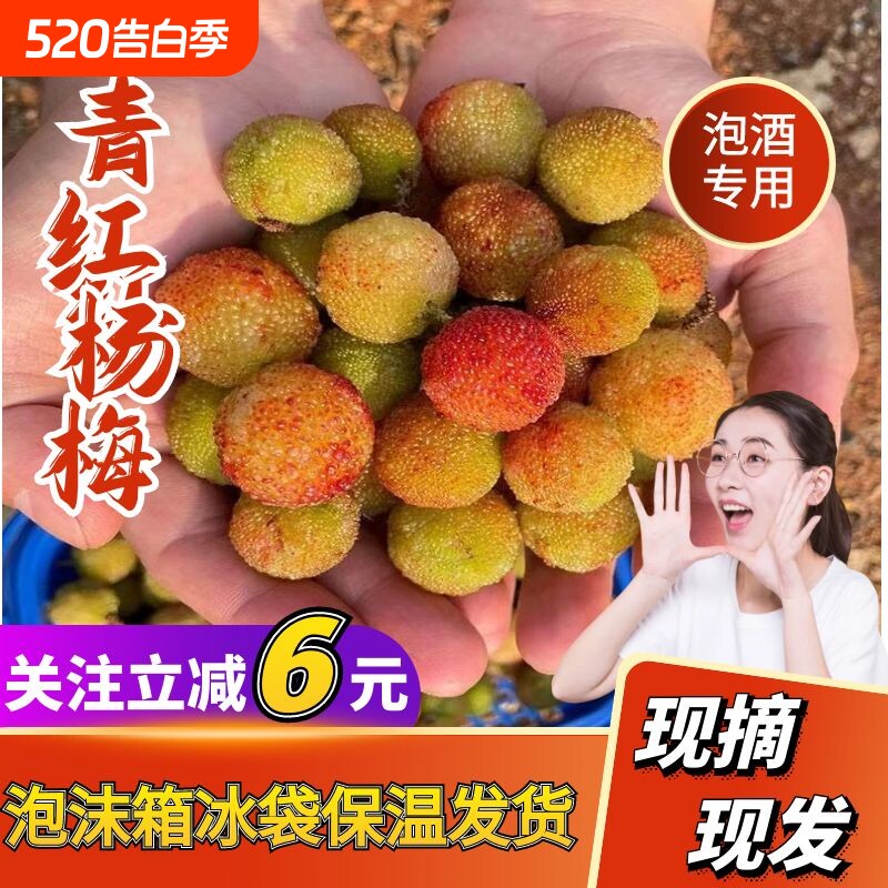 2026年新鲜现摘青红杨梅鲜果泡酒山开胃酸水果本地果梅子