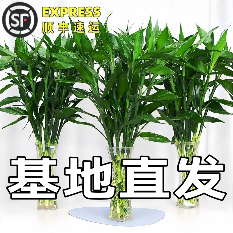 【基地精选】大叶富贵竹风水绿植