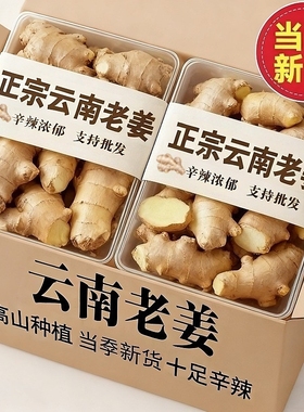 【云南老姜】新鲜现挖生姜香辣老姜农家月子姜农家种植老母姜家用