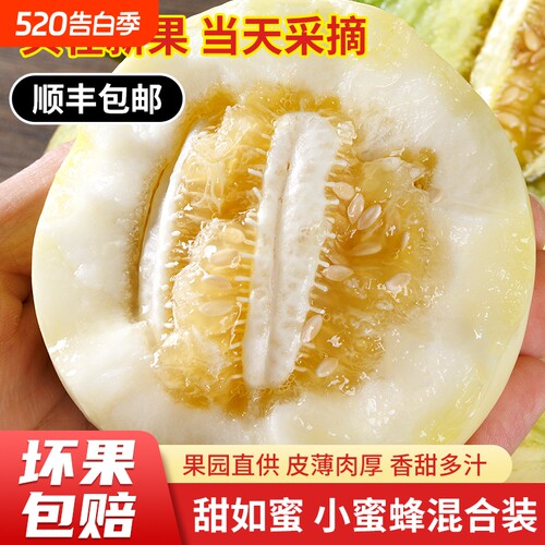 甜到爆炸！蜜罐甜瓜新鲜头茬