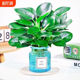水培金钻盆栽绿萝大叶绿公主办公室内吸甲醛好养花卉四季 常青植物