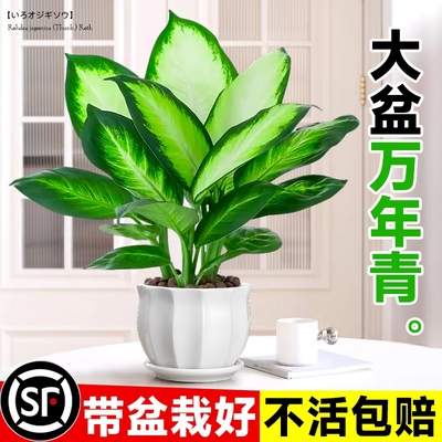 玛丽安万年青四季常青盆栽特级大盆银皇后绿植花卉室内客厅好养活