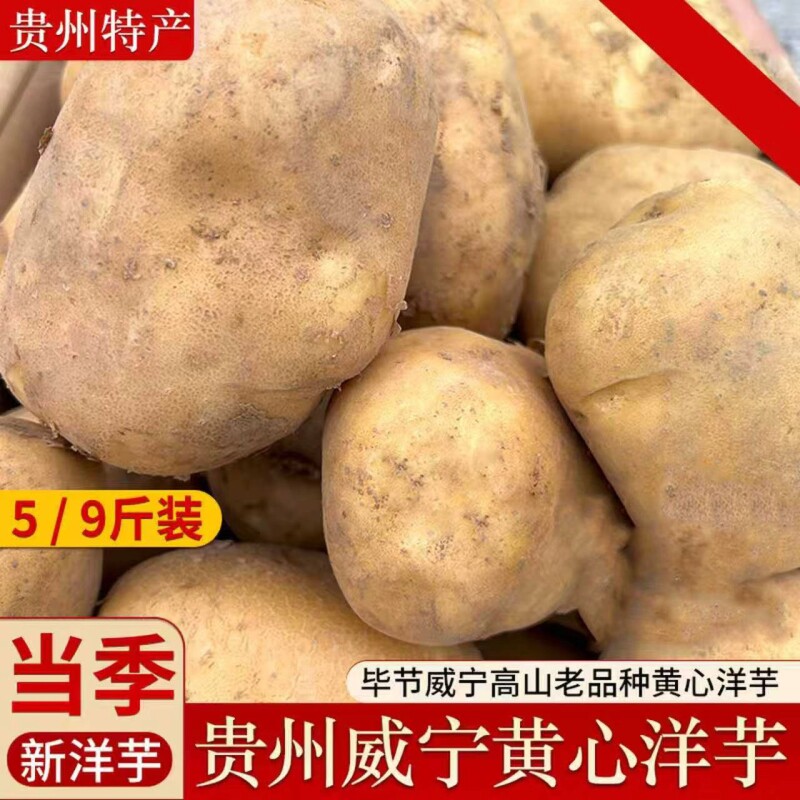 威宁黄心粉糯土豆|超3000次加购图片