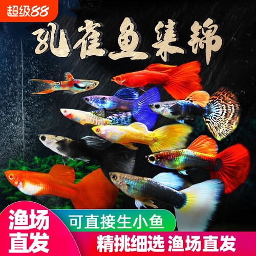 孔雀热带观赏鱼苗好养耐活耐活鱼