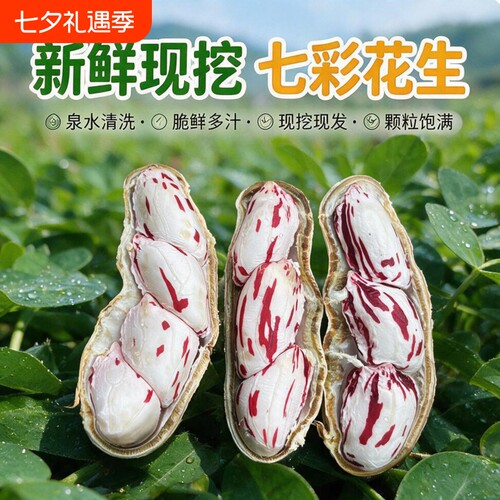 2026年新鲜七彩花生带壳湿花生黑花生现挖现发牛奶水果花生当季