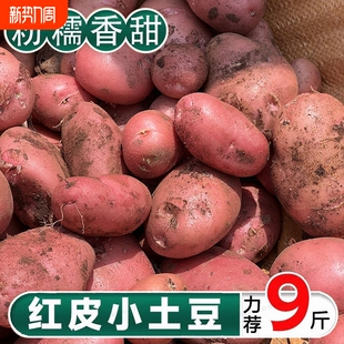 云南红皮黄心土豆9斤 新鲜小土豆农家蔬菜洋芋自种马铃薯批发 包邮