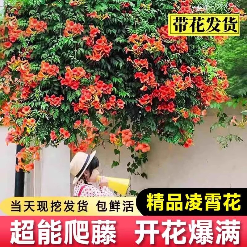 凌霄花爬藤大苗植物炮仗花盆栽四季开花绿植庭院阳台耐寒花卉室外