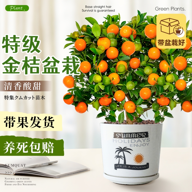 金桔树带果盆栽可食用