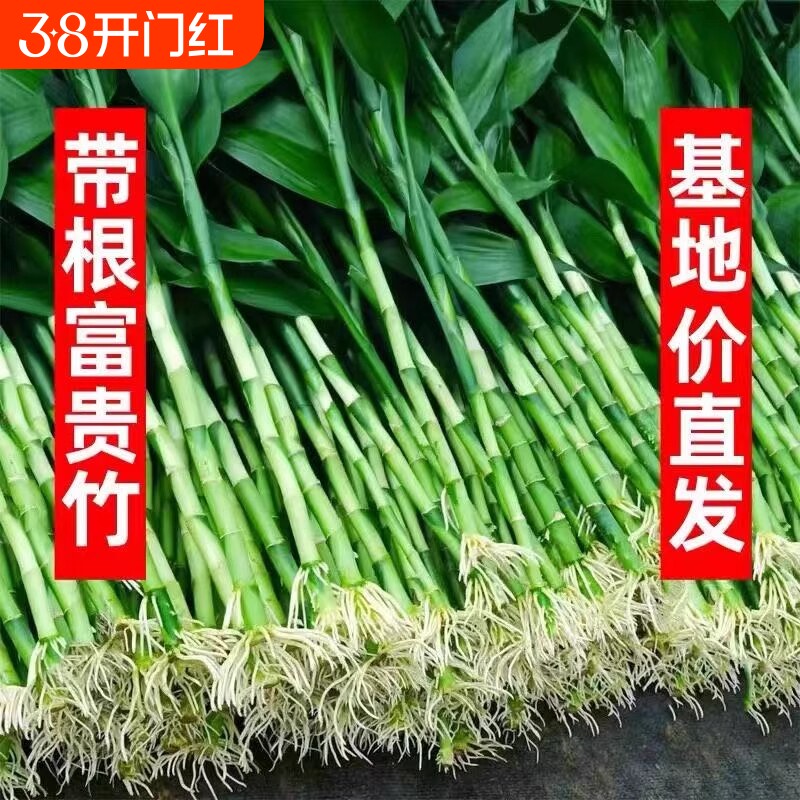 富贵竹水培植物客厅招发财竹子节节高绿萝绿植盆栽花卉植物室内花