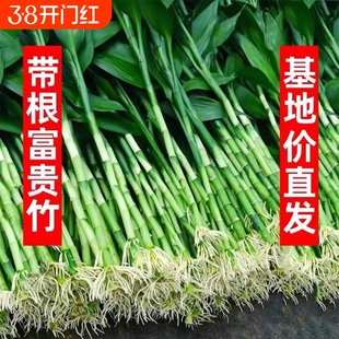 富贵竹水培植物客厅招发财竹子节节高绿萝绿植盆栽花卉植物室内花