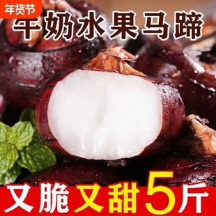 新鲜马蹄荸荠大果3斤5斤生吃水果蔬菜当季现挖荸荠脆甜爽口多汁