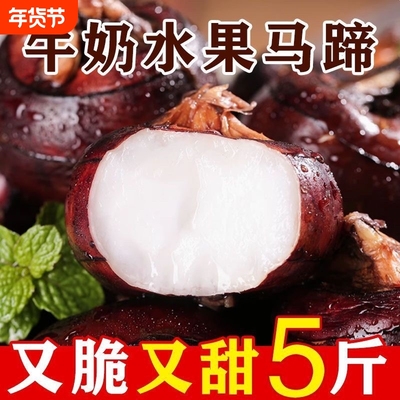 新鲜马蹄荸荠大果3斤5斤生吃水果蔬菜当季现挖荸荠脆甜爽口多汁