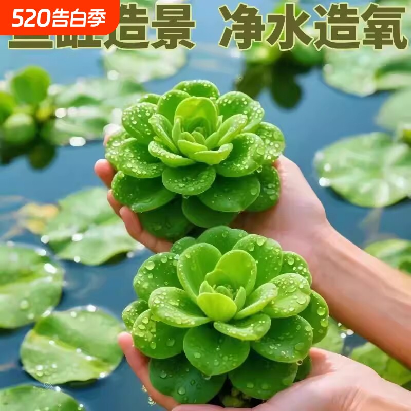 养鱼水草浮萍鱼缸造景专用水培植物水葫芦水芙蓉鱼池乌龟净化水质