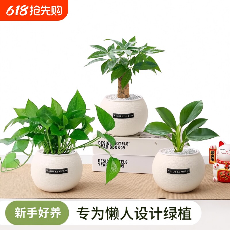 绿植发财树小盆栽室内桌面净化空气易活四季懒人养的吸甲醛植物