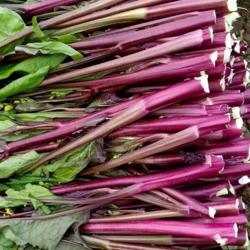 贵州新鲜红菜苔紫菜苔广菜苔露天蔬菜现摘现发油菜