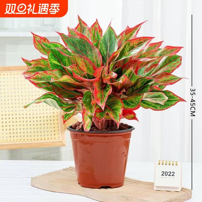 万年红盆栽花卉植物如意皇后观叶绿植四季室内好养