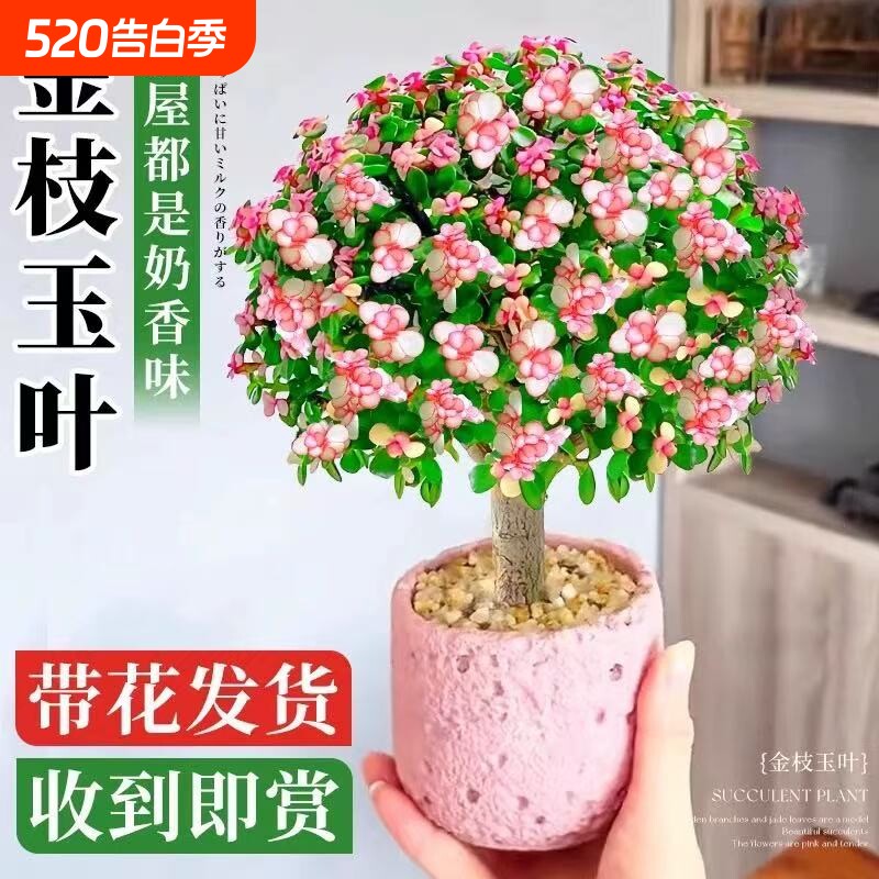 金枝玉叶盆栽造型多肉雅乐之舞老桩室内小盆景植物好养客厅办公室