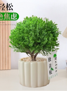 雾松盆栽小清新室内客厅放青松绿植办公室放轻松植物懒人好养雾凇