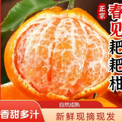彩箱四川春见耙耙柑新鲜桔子粑粑柑应季水果丑橘橙子净重8斤现摘