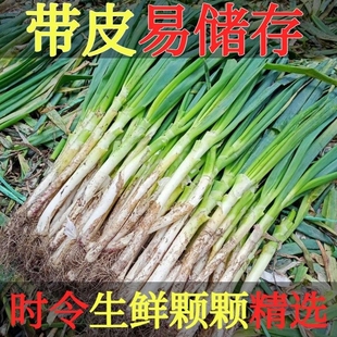 正宗山东铁杆大葱新鲜带皮去半叶带葱根原生态发货5斤装蔬菜时令