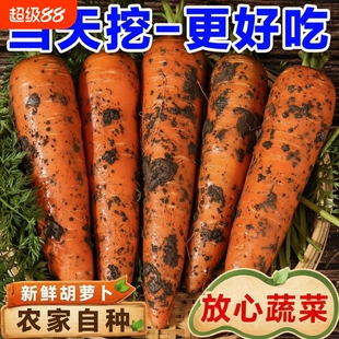 2026胡萝卜农家自种新鲜红手抓饭配料红色餐饮直供新货当季
