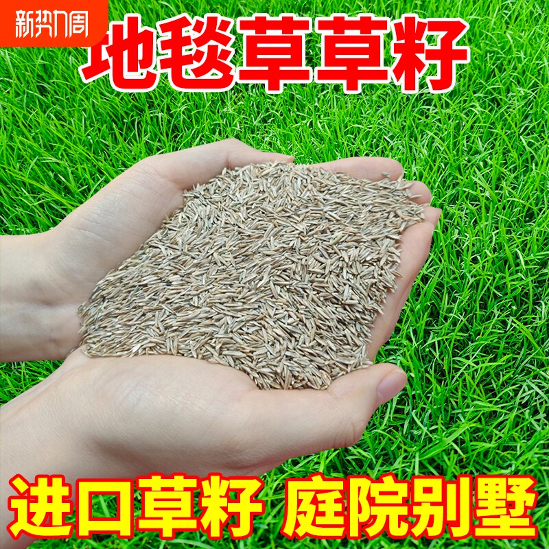 地毯草草籽高档矮生高尔夫四季常青免修剪别墅庭院绿化草皮种籽子