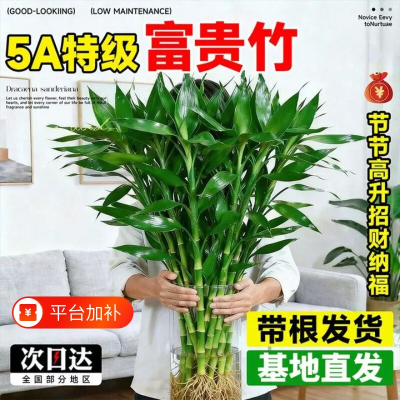 水养富贵竹水培植物客厅花卉绿植室内盆栽观音竹带根转运竹发财竹