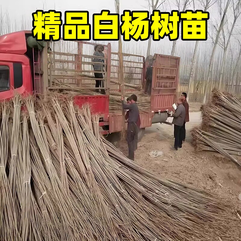 白杨树苗庭院地栽种植园林道路工程绿化苗白杨扦插苗四季常青植物