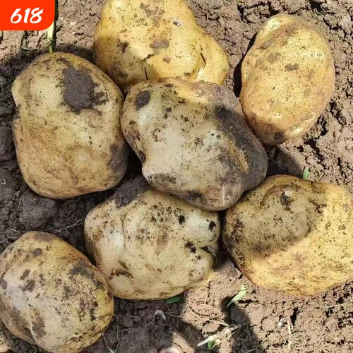 贵州新鲜土豆黄皮黄心土豆农家