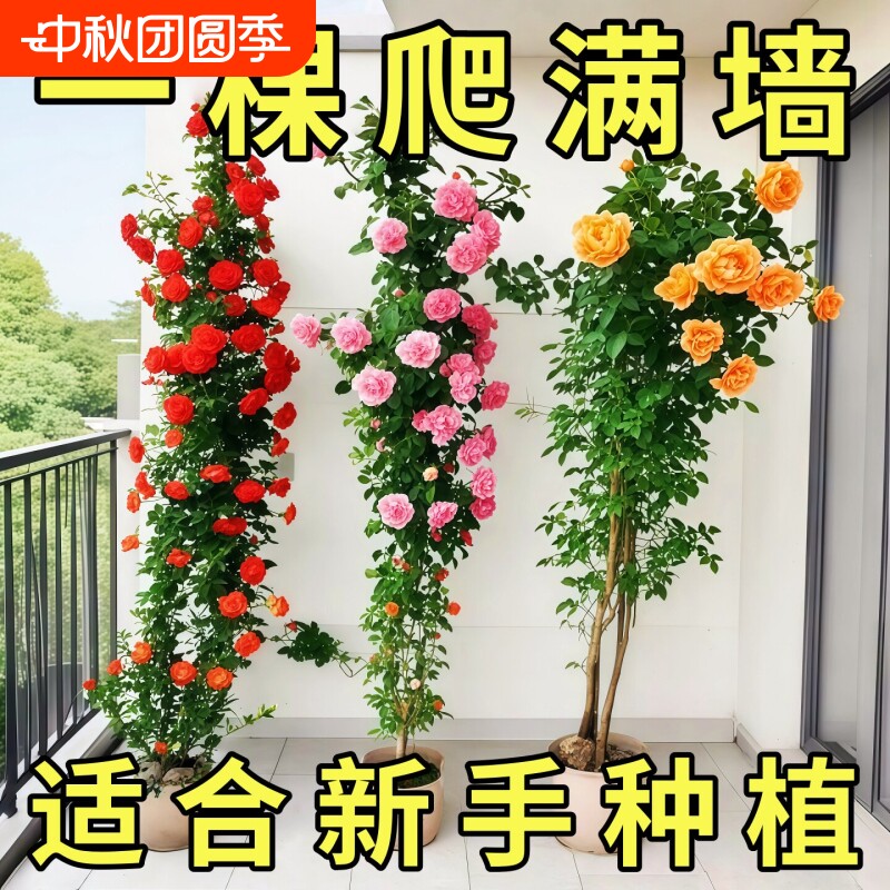 藤本月季特大花苗浓香庭院蔷薇爬藤植物花卉盆栽多季开花阳台小苗图片