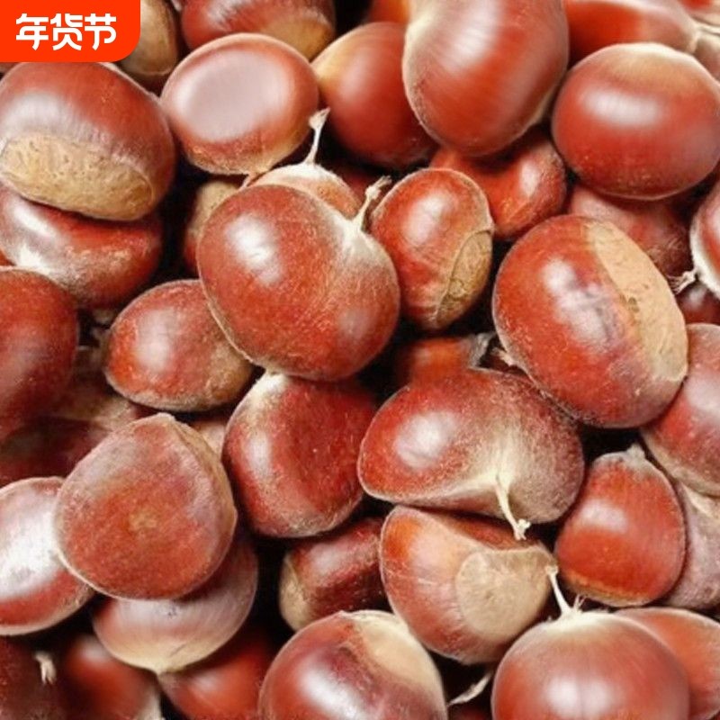 新鲜现摘丹东板栗生栗子香甜糯非油栗蔬菜批发3/5斤包邮送开果器