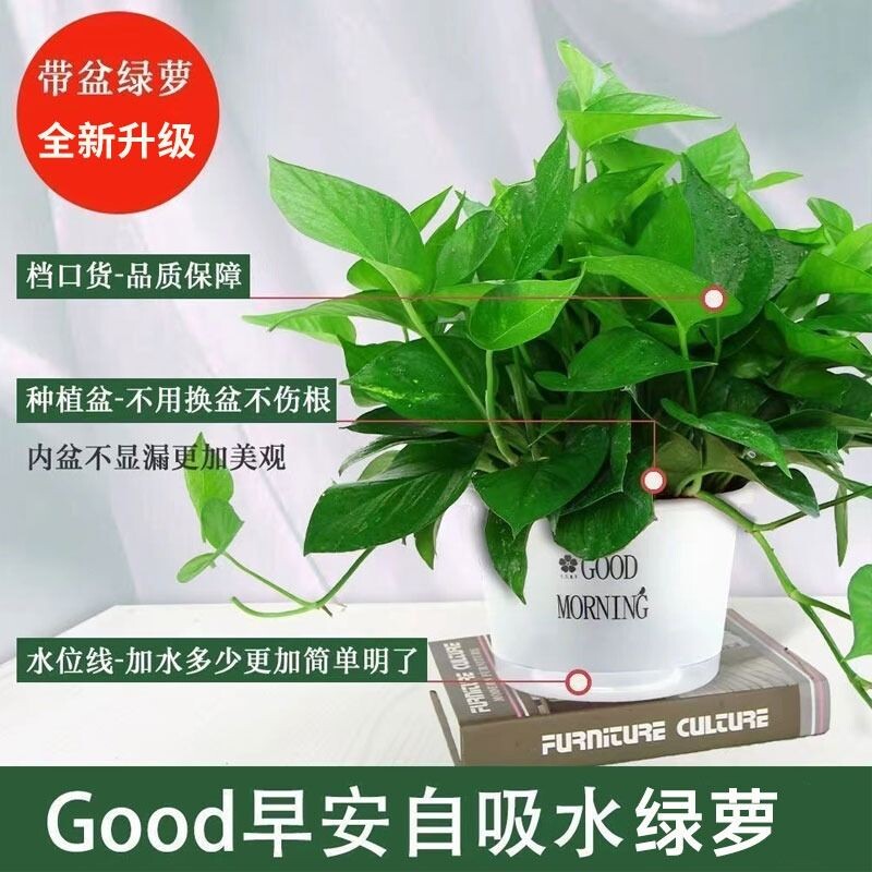 绿萝盆栽花卉植物室内吸甲醛净化空气长藤垂吊兰绿箩水培绿植阳台