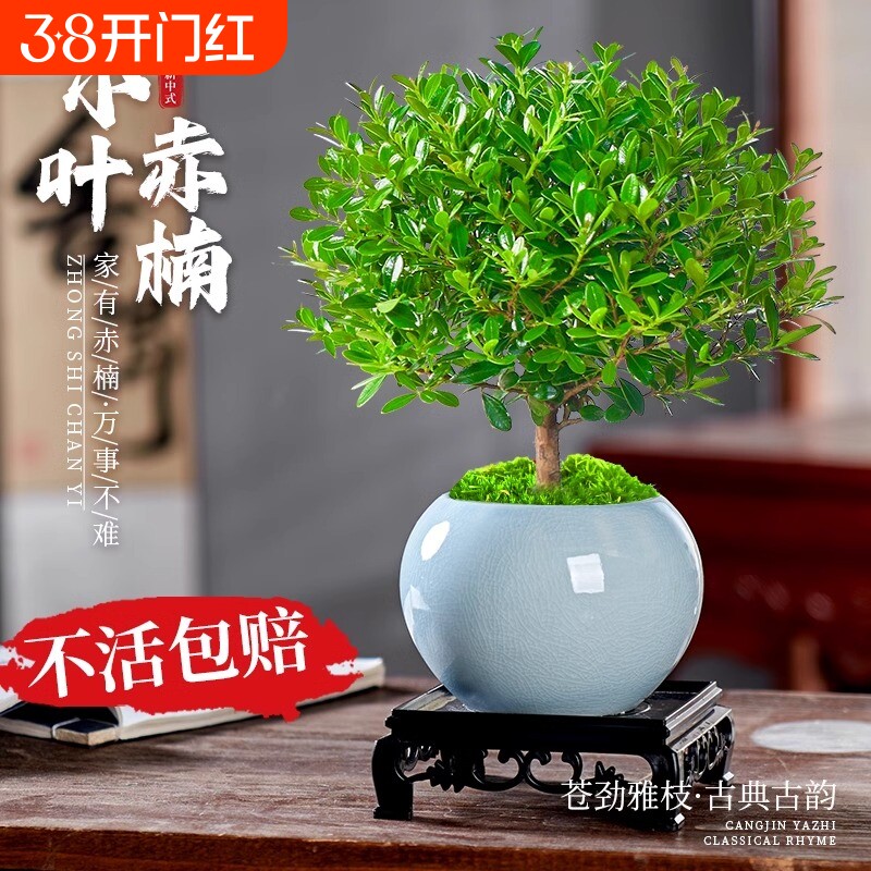 小叶赤楠盆景老桩植物办公室内绿植盆栽阳台好养紫檀桌面花卉摆件