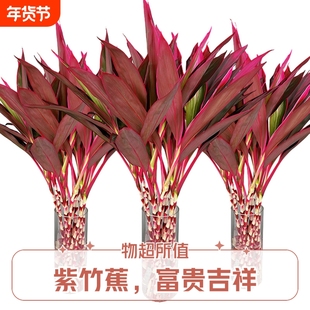 水培鸿运紫竹植物室内招财绿植客厅吸甲醛红叶小盆栽耐阴