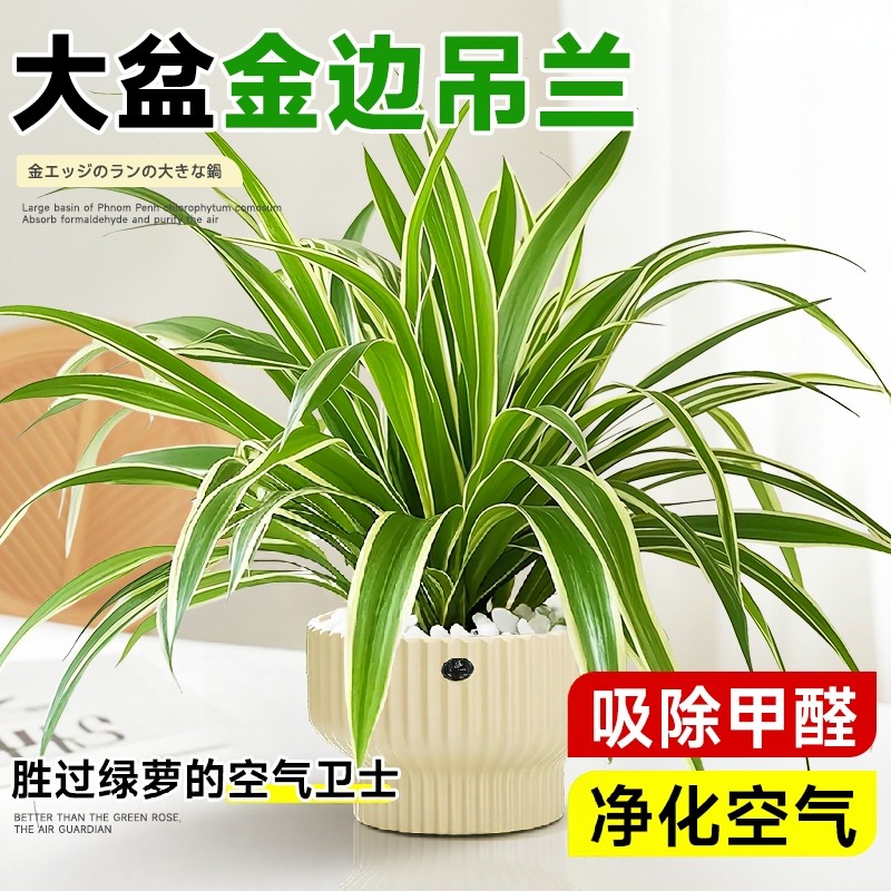 金边吊兰盆栽绿植办公室内桌面植物吸除甲醛懒人花卉水培好养易活