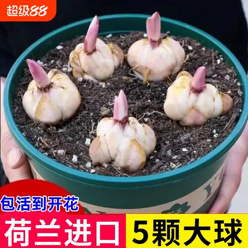 进口香水百合种球四季开花室内外阳台多头百合耐寒好养重瓣种植