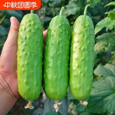 高产水果黄瓜种子苗籽种青瓜四季水果秧蔬菜种籽秋小秧苗老孑大全
